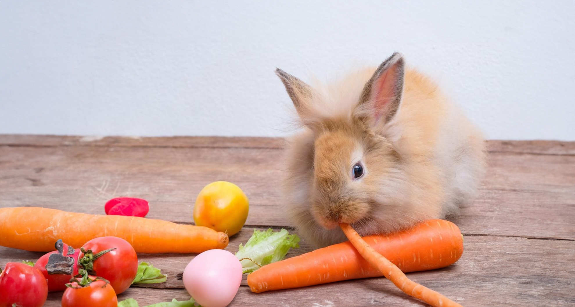 Bunnies Digestive Process