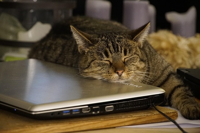A cat sleeping on a laptop, representing taking a break from writing.