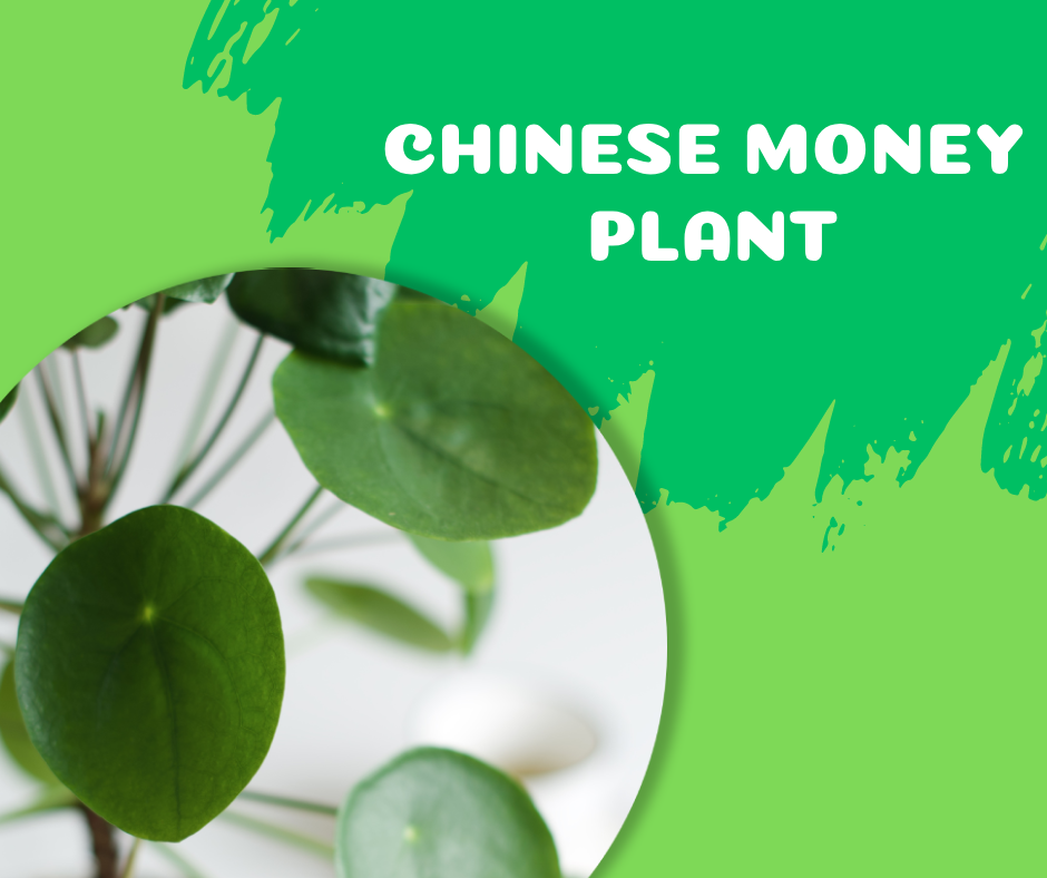 chinese money plant, fast-growing indoor plants