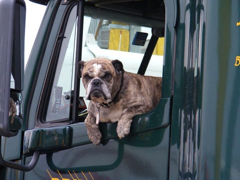 A Bulldog In A Truck