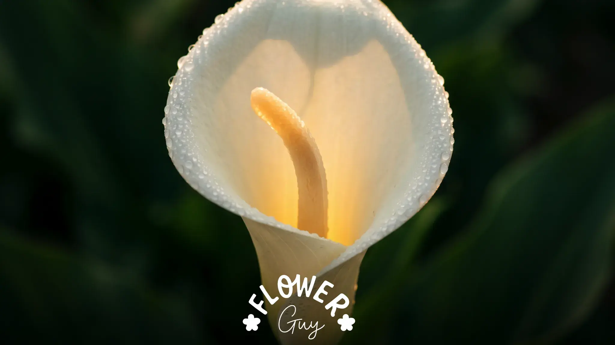 Single white calla lily in close-up at dawn with morning dew on the petal