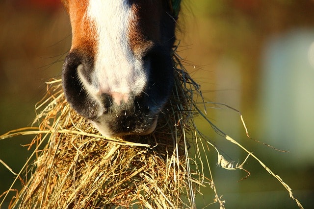 horse, nature, hay