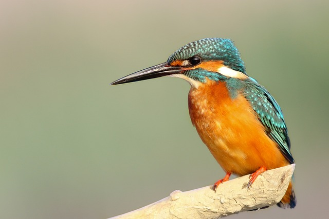 kingfisher, bird, beak