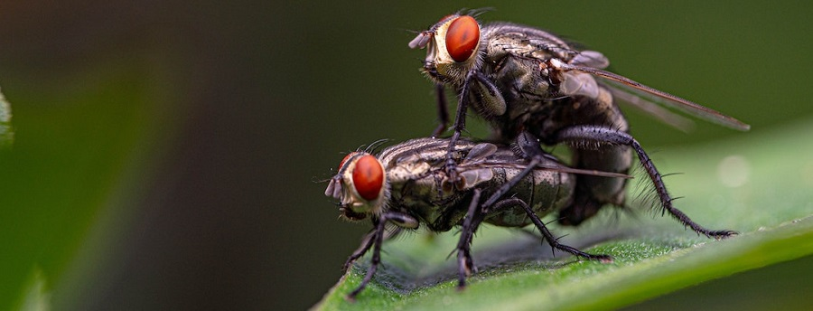 Flies in my compost