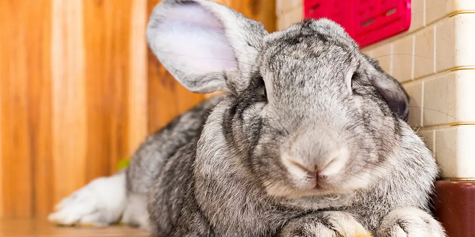 Giant Rabbit Breeds for Pets