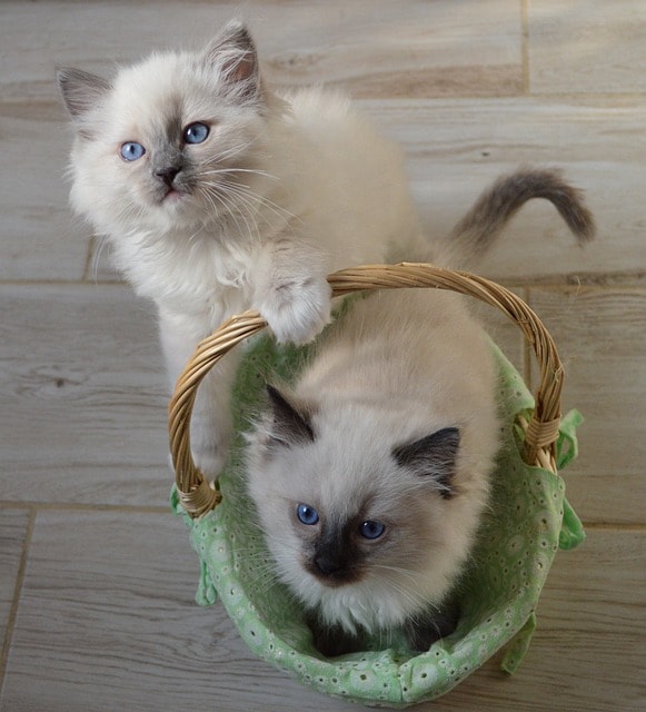 ester, easter cat, ragdoll