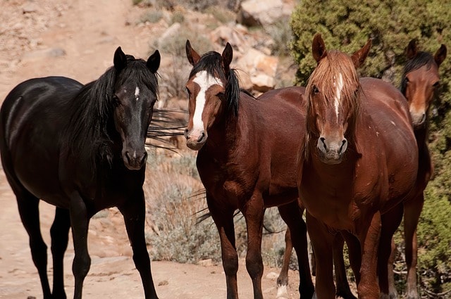Three wild Mustang horses