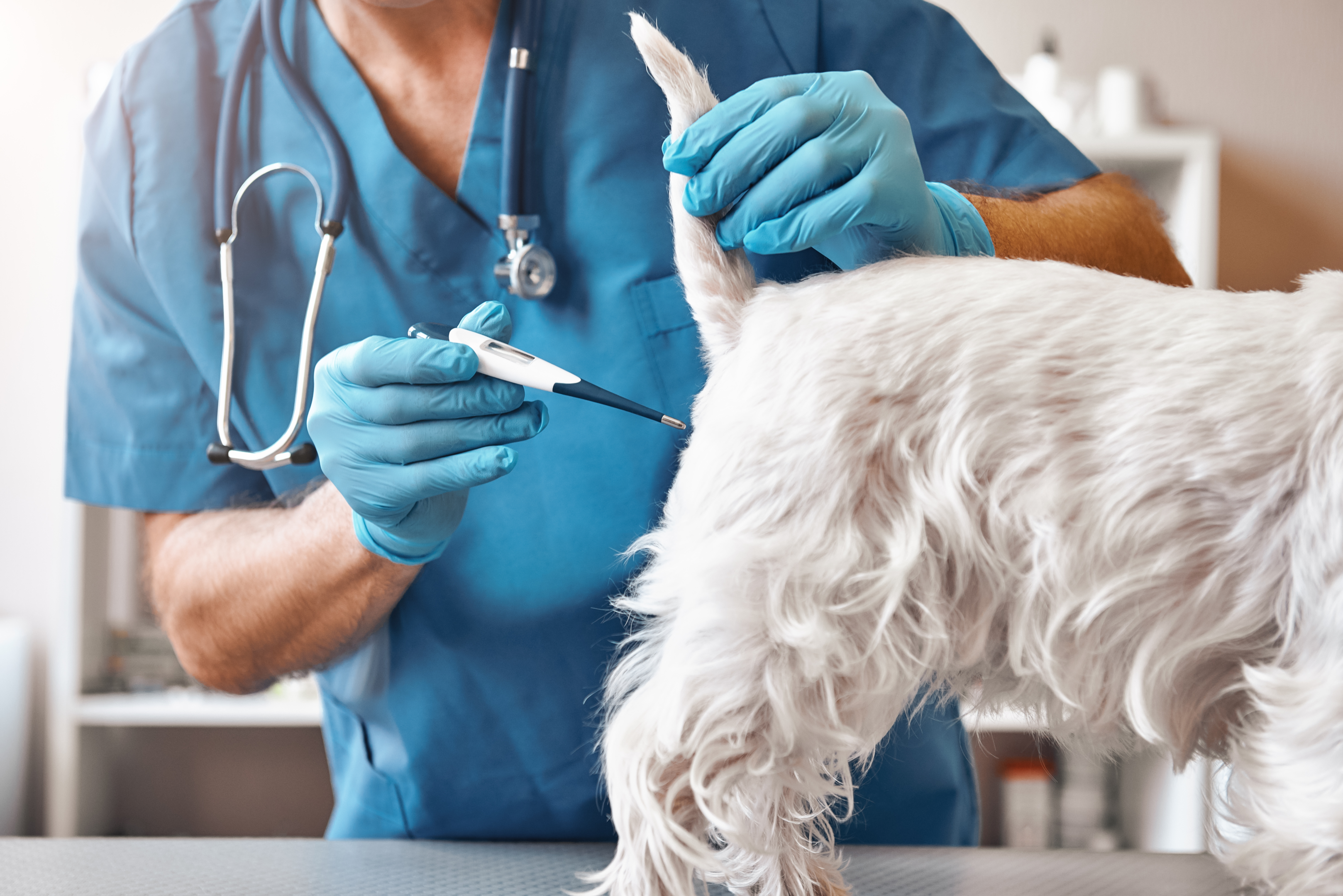 Fieber beim Hund erkennen: Symptome und Messung | https://elements.envato.com/de/unpleasant-procedure-male-veterinarian-in-work-uni-DN4BALQ