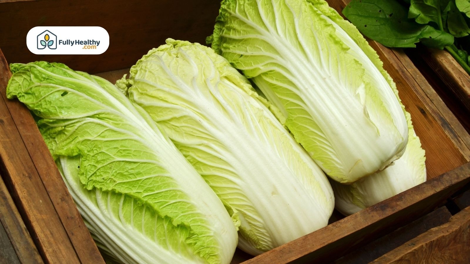 Wooden crate filled with fresh Napa cabbage heads