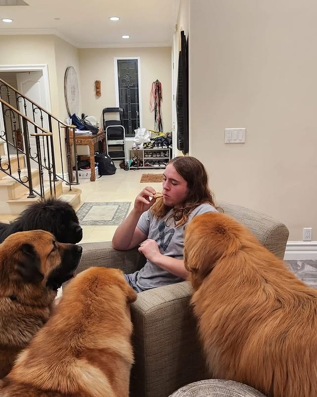 tibetan mastiffs waiting for their owner to hand them a treat