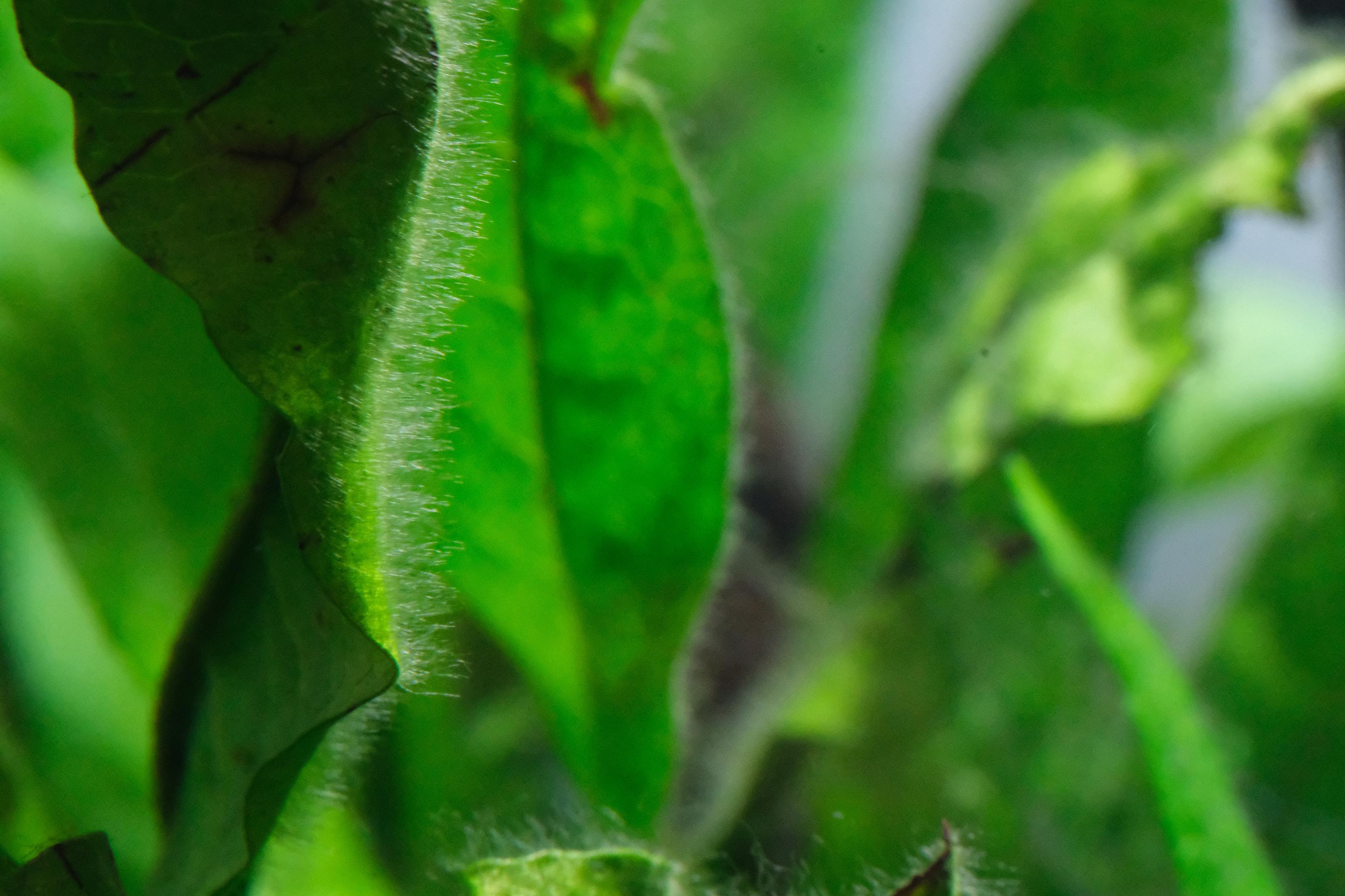 Close-up of Hair algae on a java fern leaf