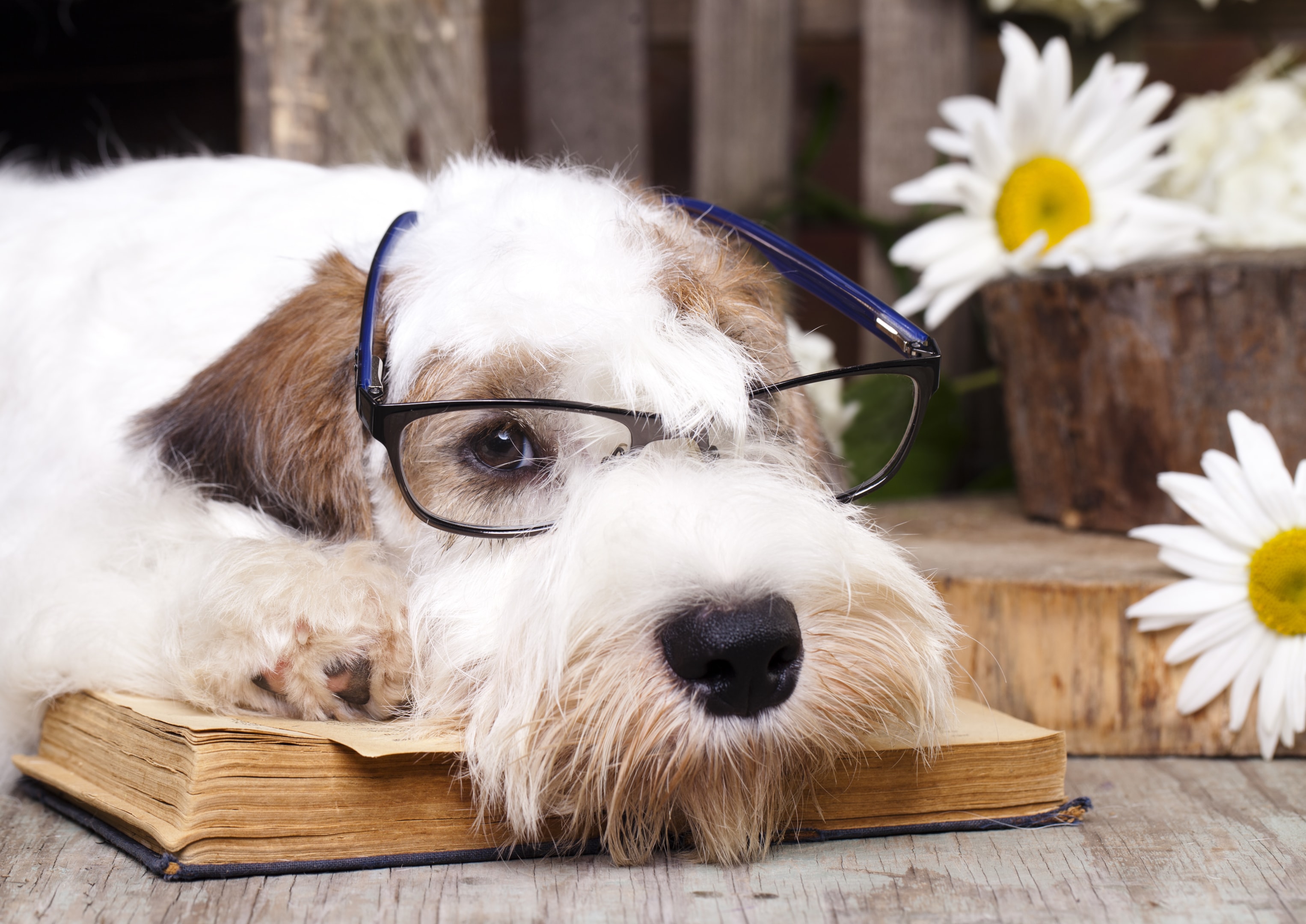 A Sealyham wearing glasses and laying on a book