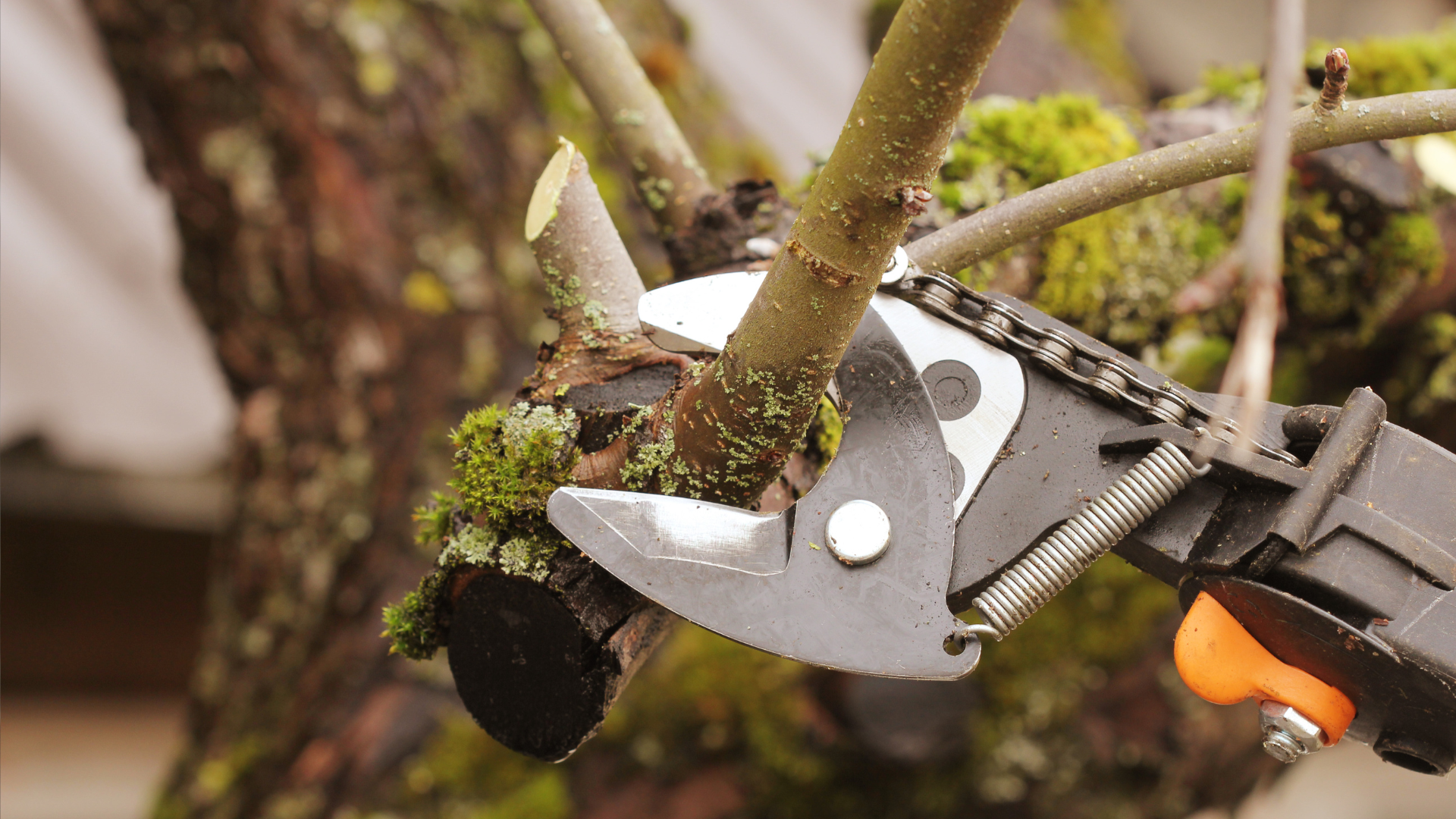 A pruner being used to cut down tree branches for a tree service business. 