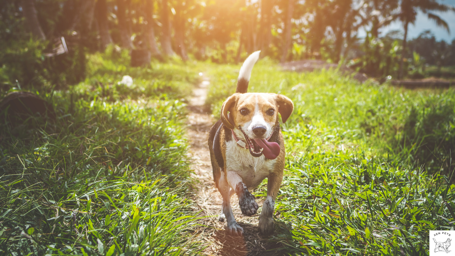 dog following a trail in the woods