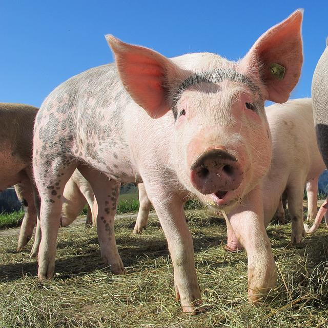 Pigs enjoy being on pasture before they will be turned into pork chops and Armour Thyroid.