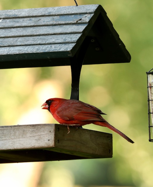 Cardinal