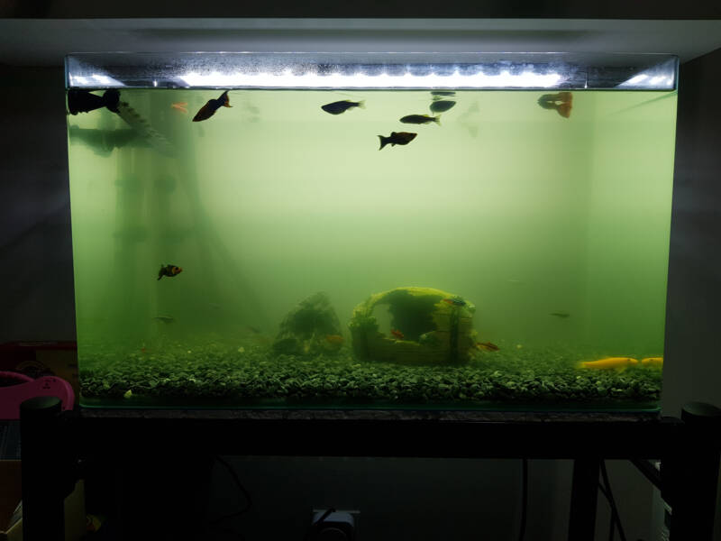 Green aquarium clearance water