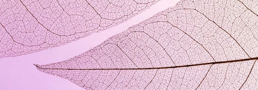 site structure Overlapping translucent leaves on pink gradient; branching veins illustrate clear site structure for navigation and crawling.