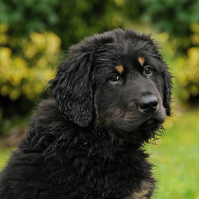 akbash, dog, herd protection dog