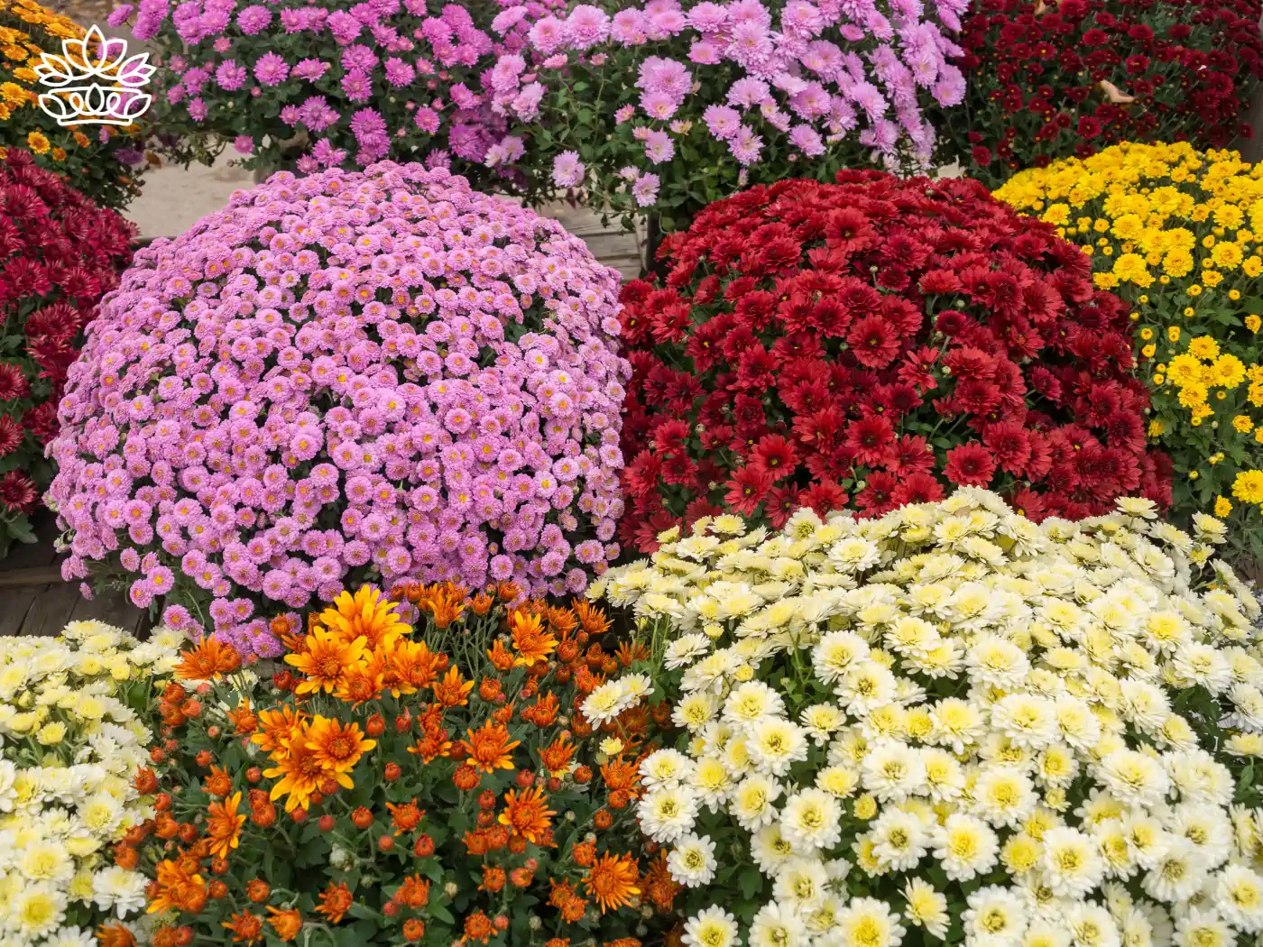 A vibrant display of blooming chrysanthemums in various colors, showcasing the beauty and variety of flowers available. Virgo Flowers & Gifts Collection. Fabulous Flowers and Gifts.