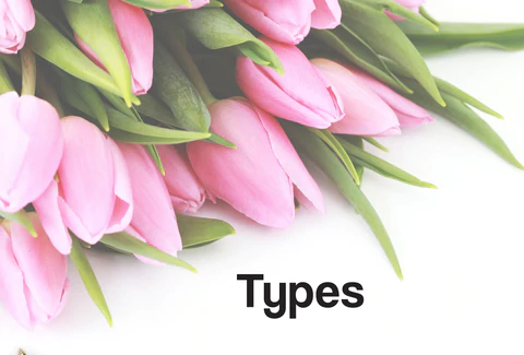 A bunch of pink tulips on a white background. The word – Types – can be seen
