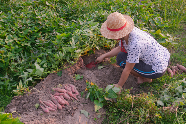 A farmer tending to a field of organically grown crops