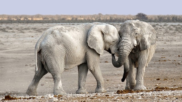 elephants, animals, safari, african bush elephants, mammals, wildlife, wilderness, nature, national park, namibia, africa, elephants, elephants, elephants, elephants, elephants, national park, namibia, africa, africa, africa