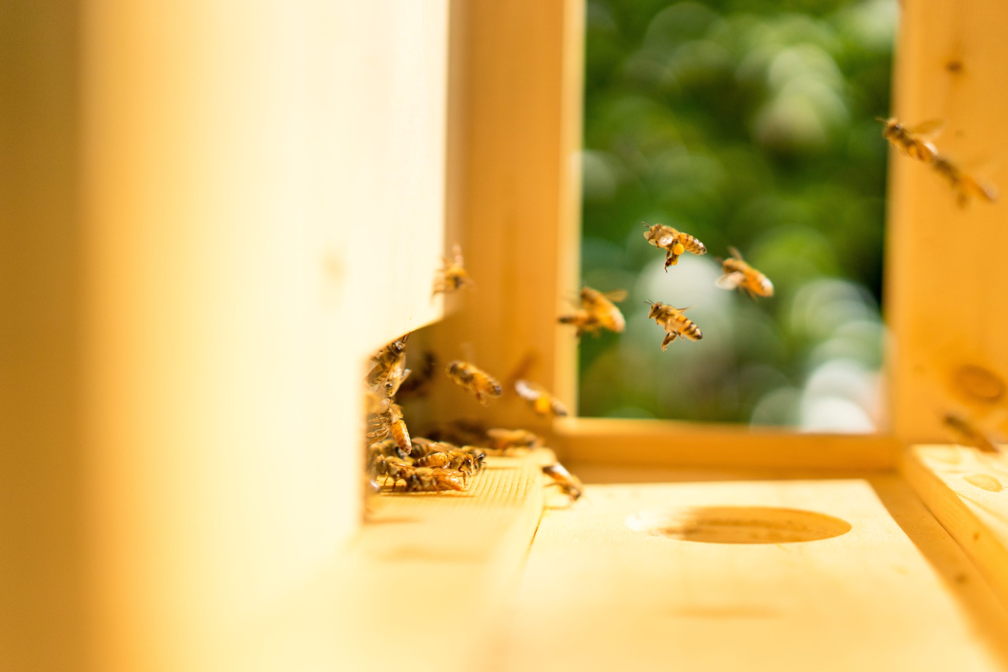Bees fanning their wings at the front entrance of the hive