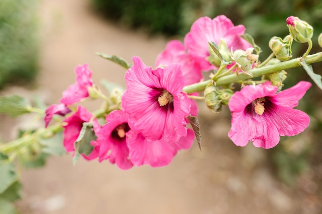 Hollyhock toxic hot sale to dogs