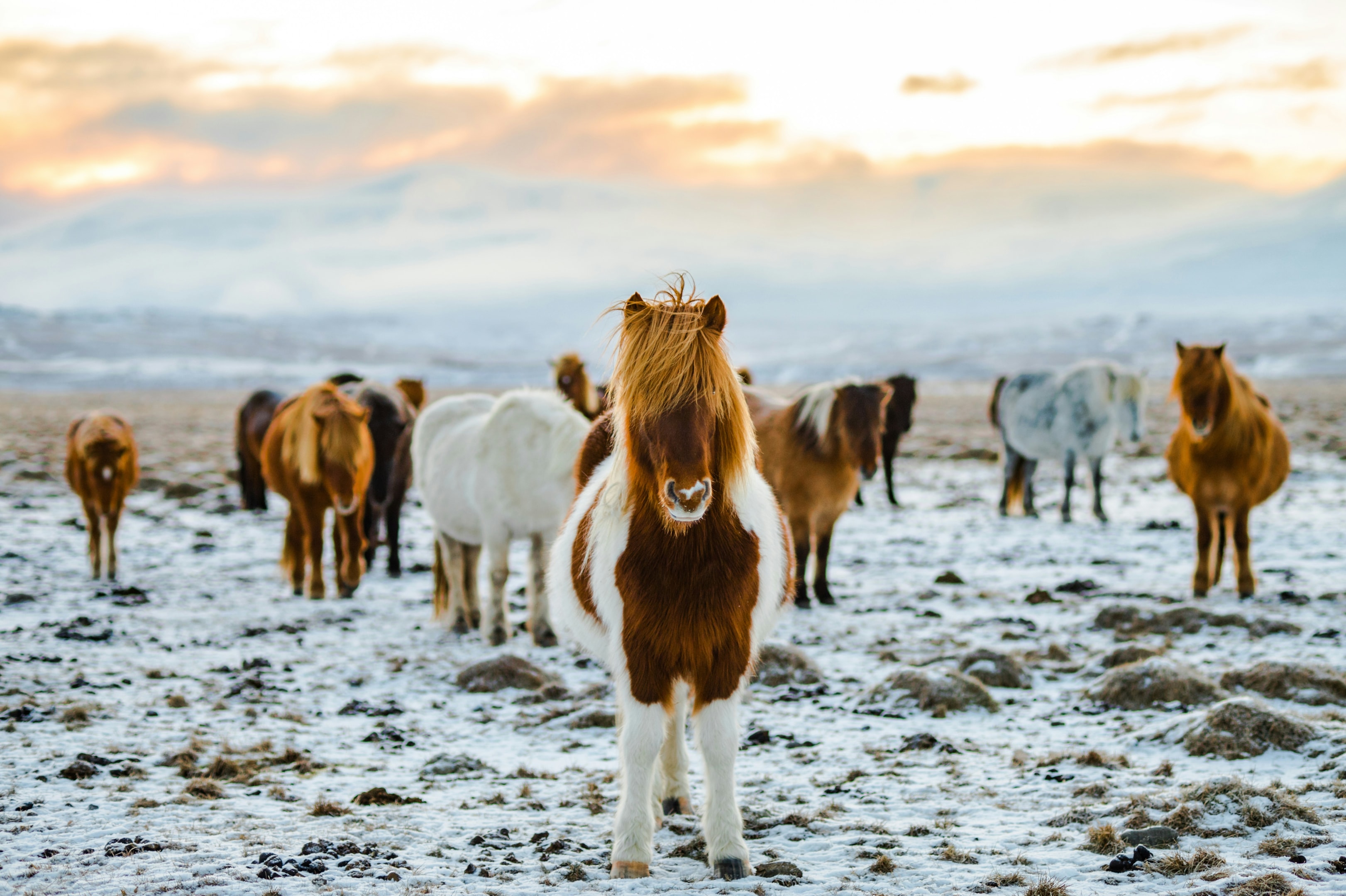Icelandic horses.