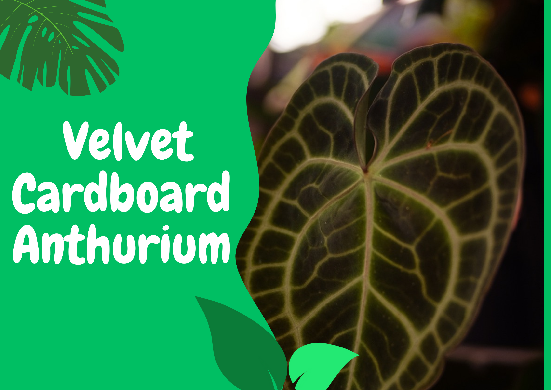 velvet cardboard anthurium