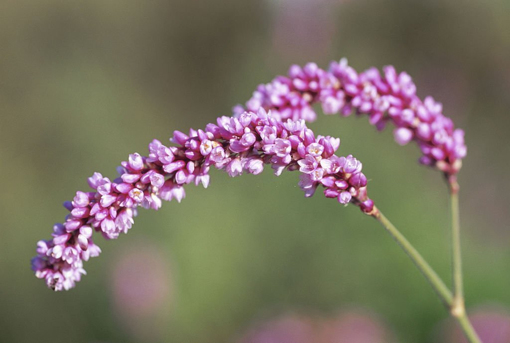 Kiss Me Over the Garden Gate