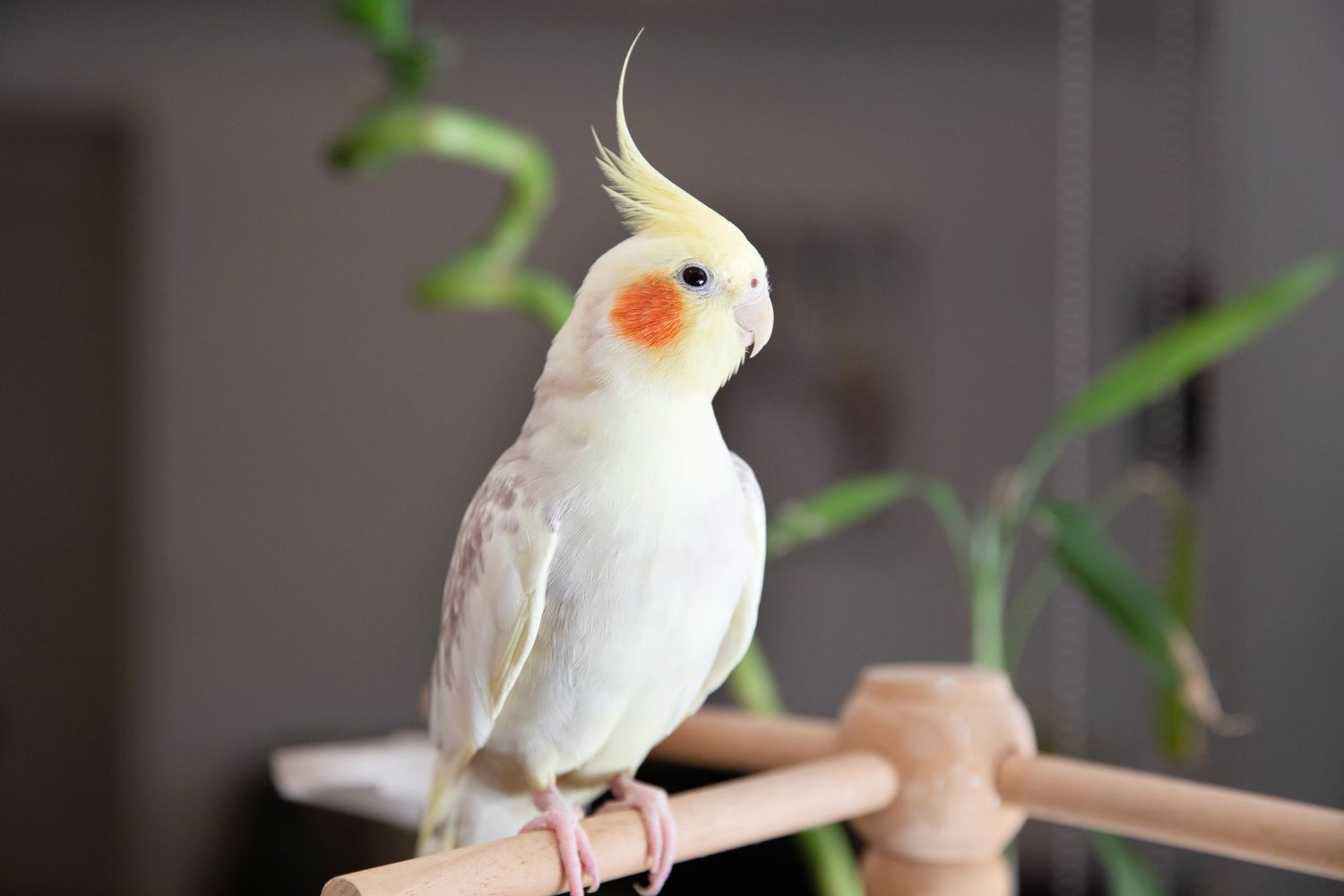 Tips I Use to Keep My Bird from Getting Bored
