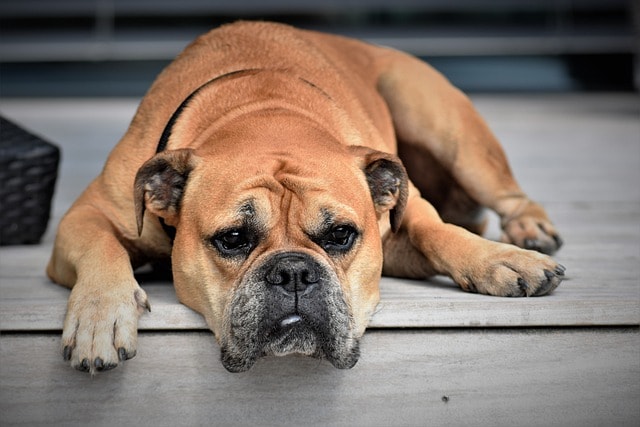 continental bulldog, dog, animal