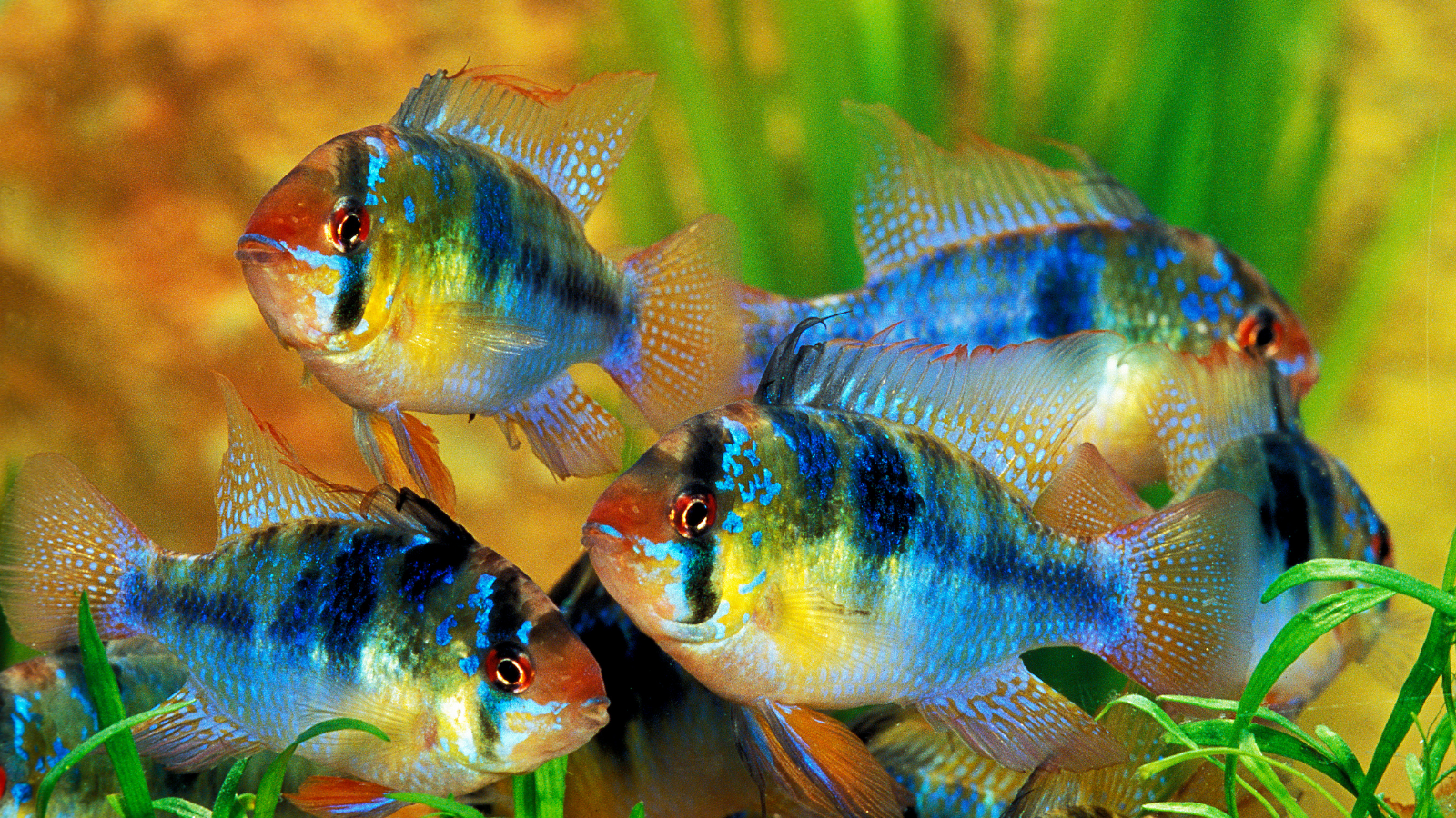 German blue ram are one of the most colorful freshwater fish you will find.