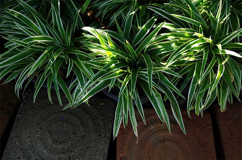 Managing Brown Tips on Spider Plants