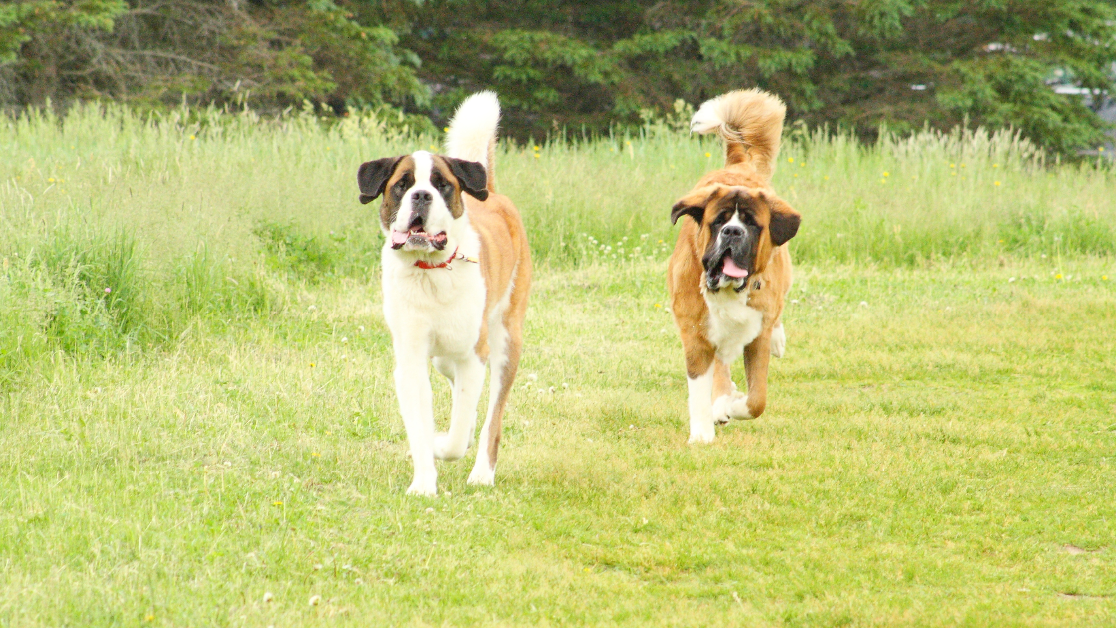 Two healthy Saint Bernards running in a field