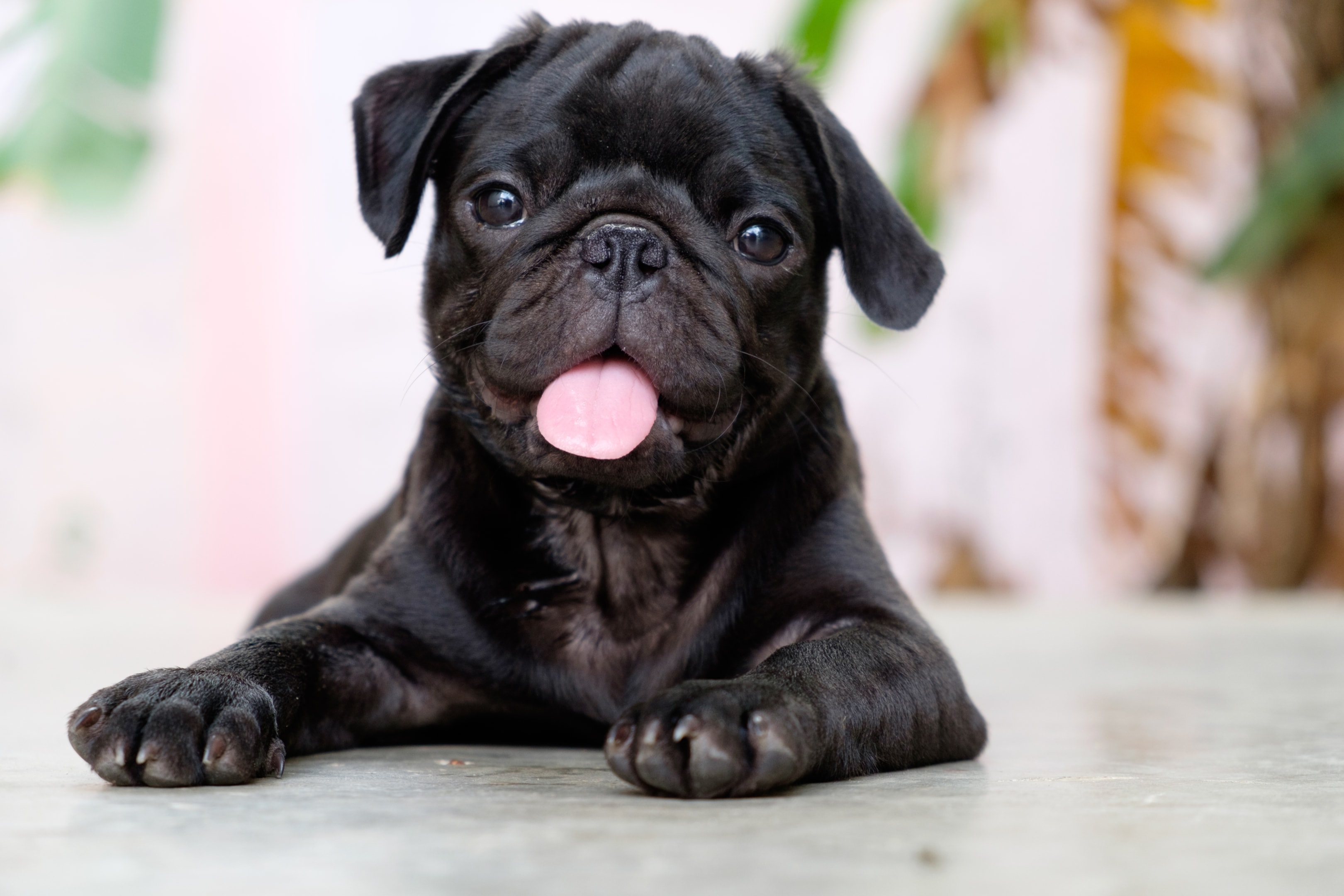 A smiling pug, tongue out, black pugs