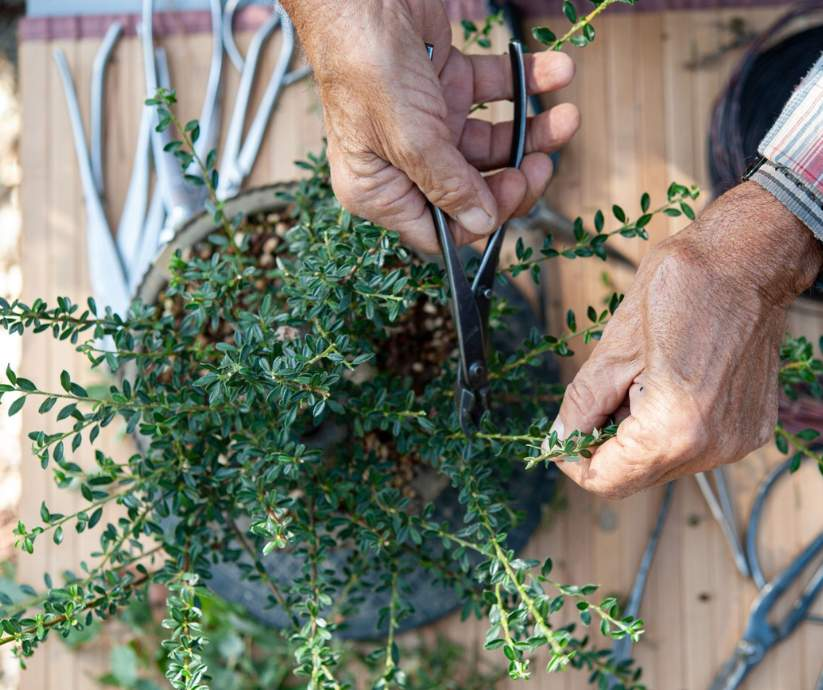 A man pruning the leaves and branches of his bonsai tree.