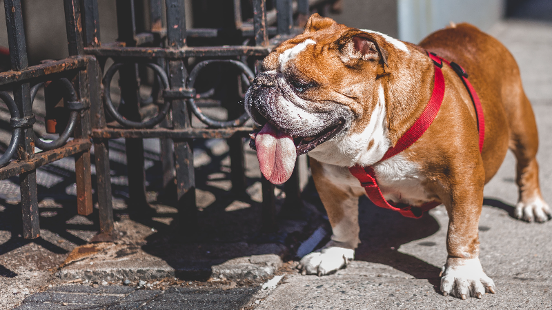 do english bulldogs get pimples