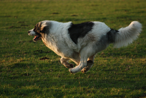 A Pyrenean Mastiff running full speed in a field