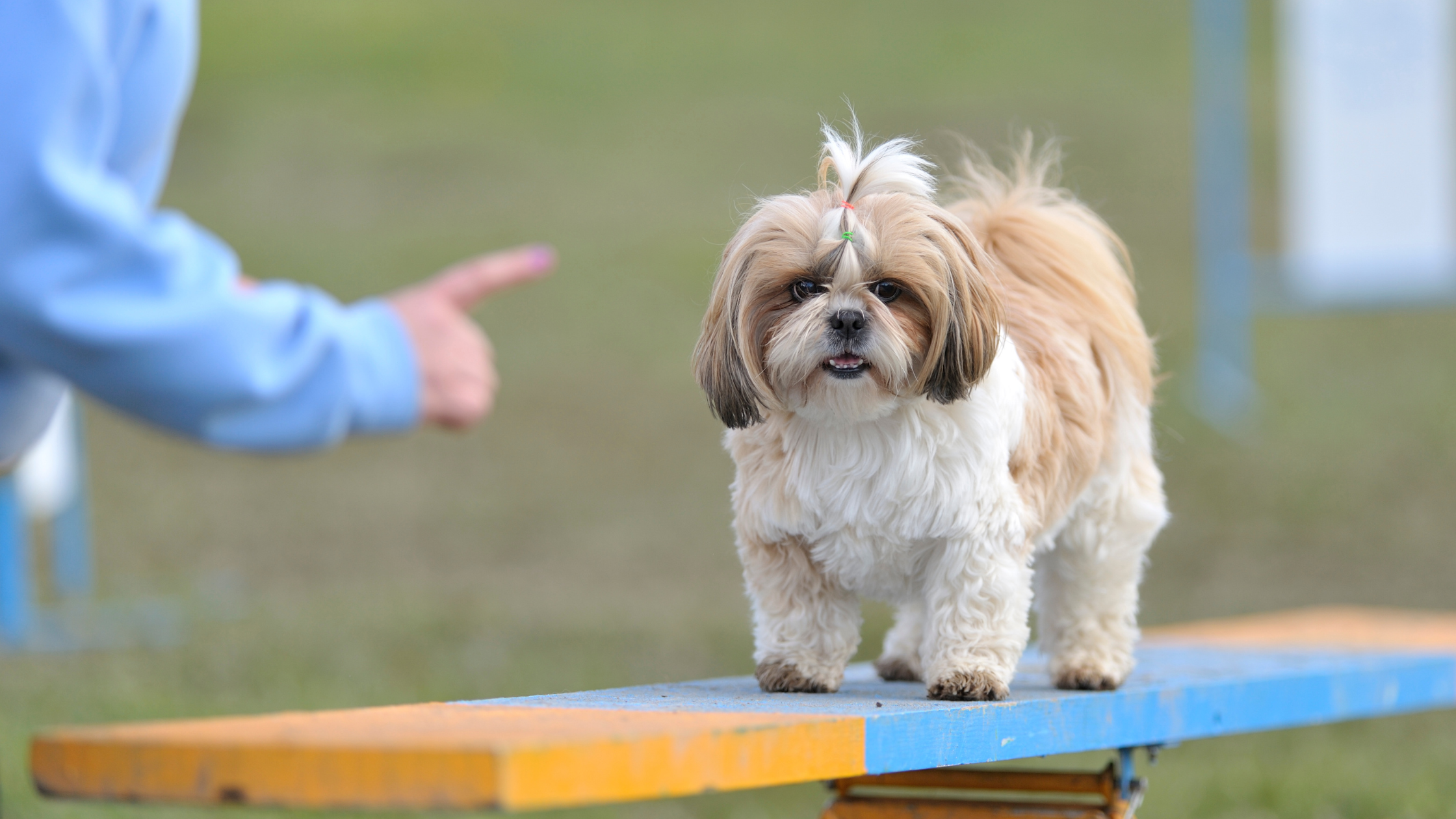 A Shih Tzu dog on a training obstacle course