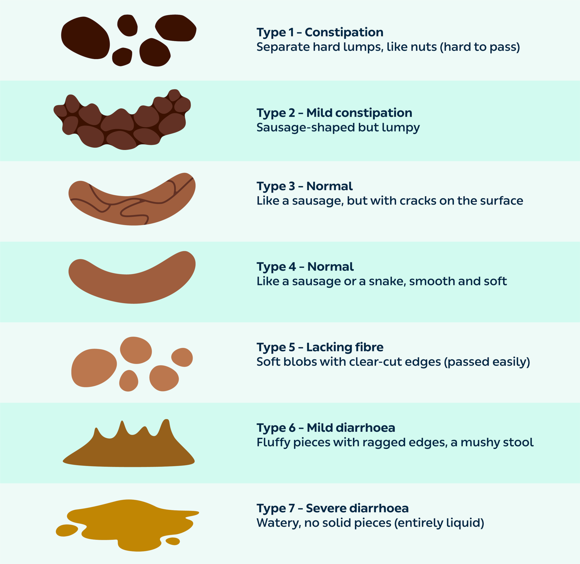 Different Types Of Poop: What It Looks Like and Why It Matters - Belly ...