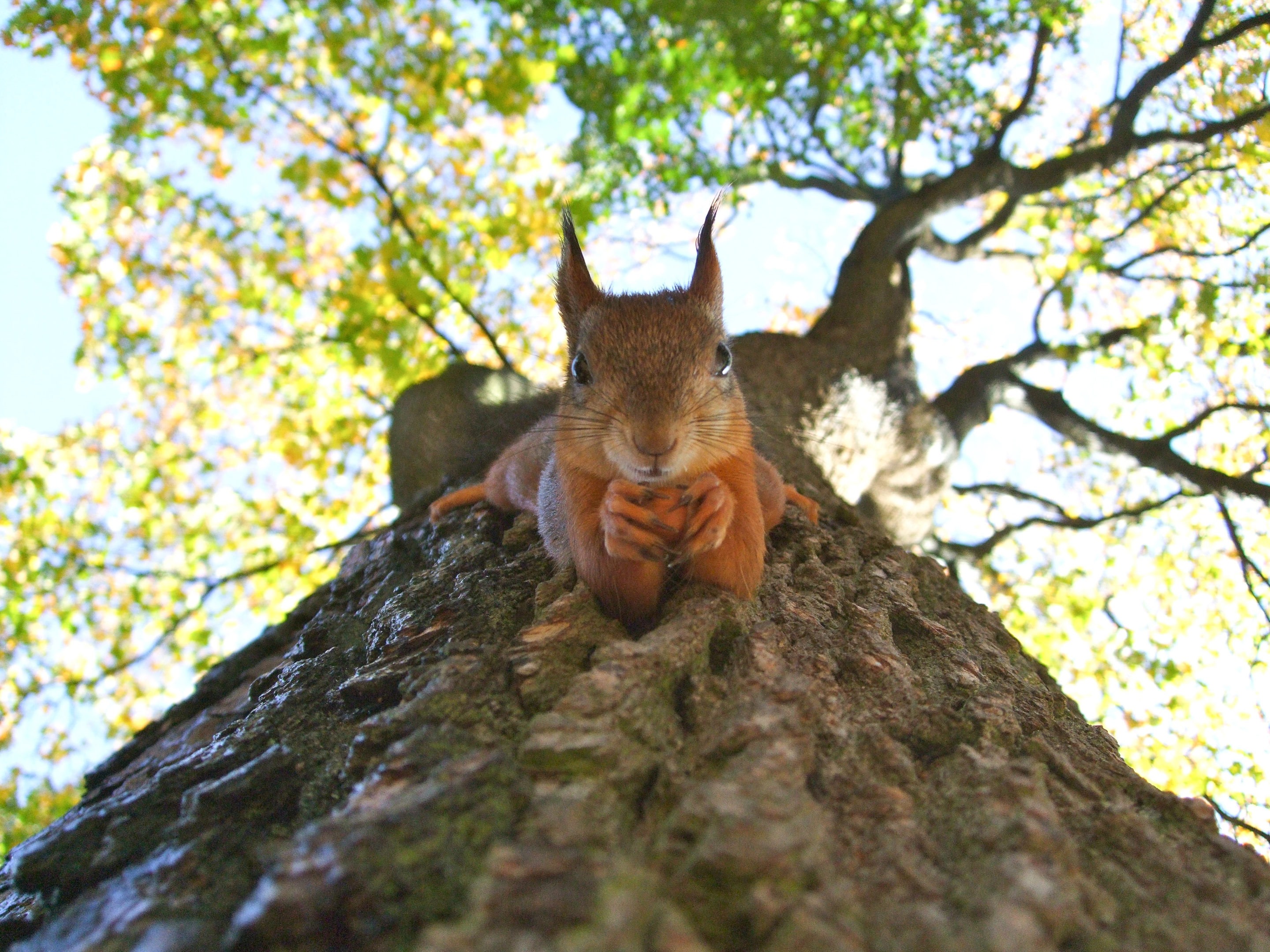 Squirrel in a tree looking down and holding a nut.