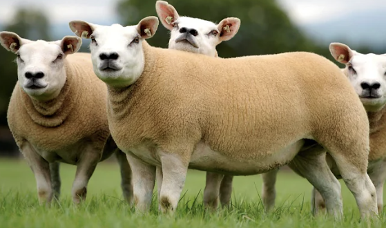 Texel-Sheep