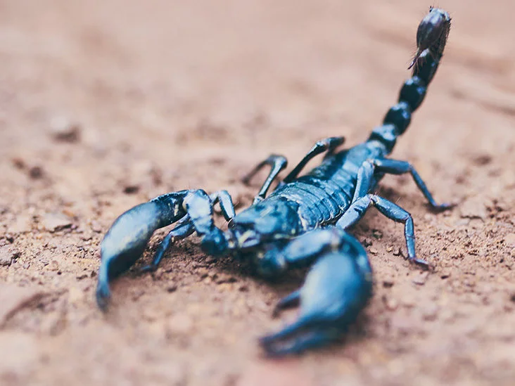 Scorpion Facts, Types, Diet, Reproduction, Classification, Pictures