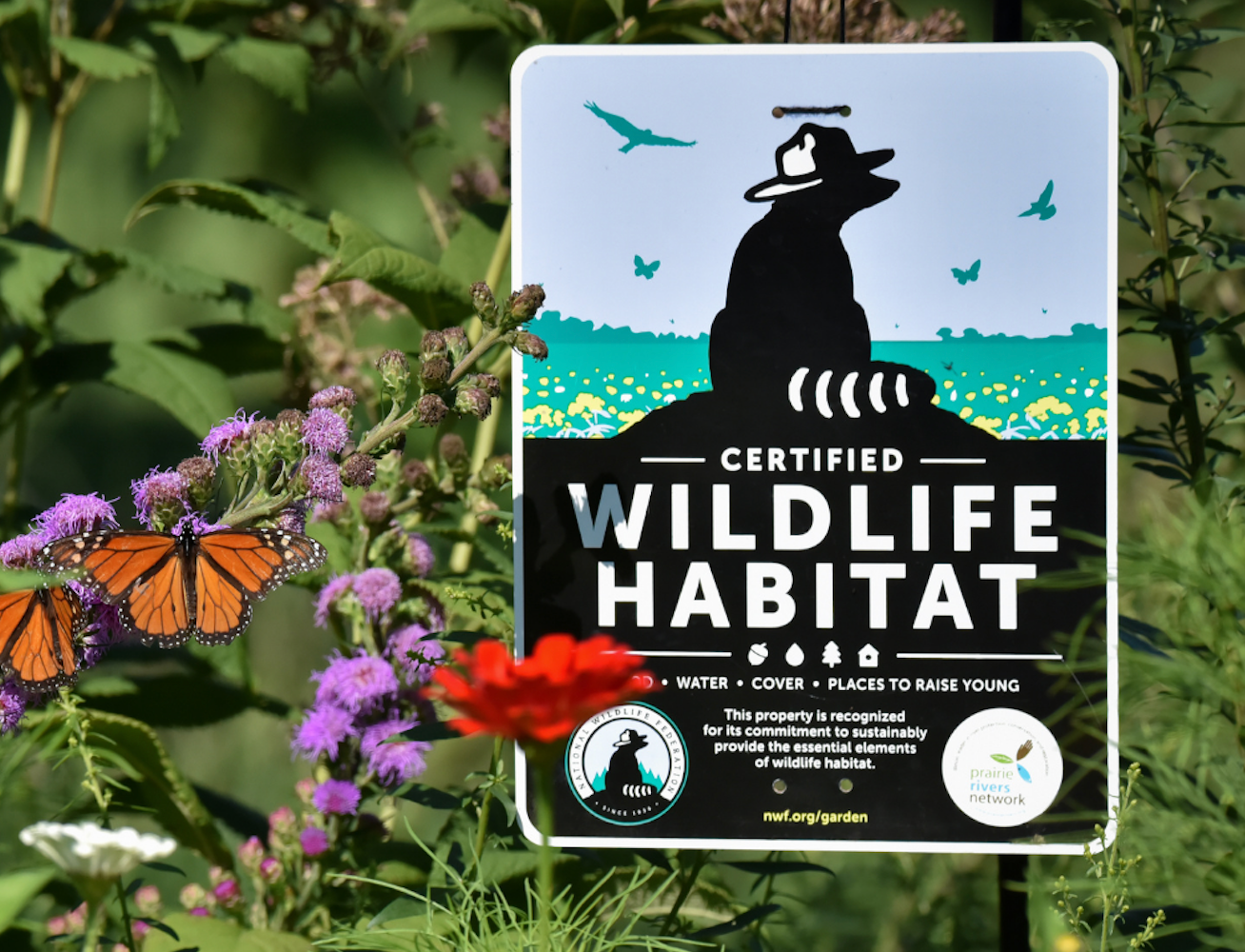 National Wildlife Federation Certified Wildlife Habitat sign in native plant garden with monarch butterflies