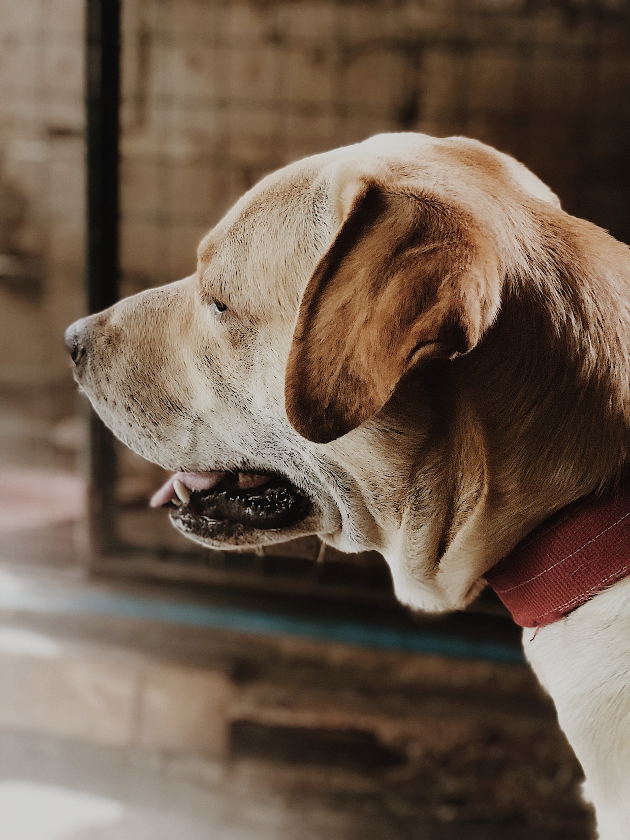 Are labs good guard dogs?; guard dog