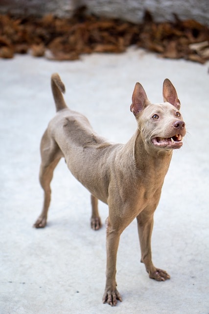 phu quoc ridgeback, dog, pet