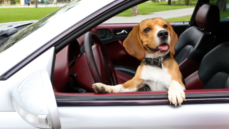 1e9fc116 3b40 4f29 bb2f 7b0e3cf42c50 Dog Peed in Car: How To Deal with Unfortunate Accidents